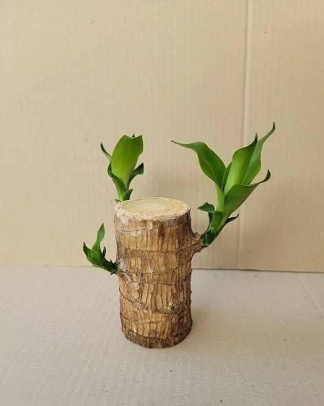 Brazilian Lucky Wood Mini Home Plant Decorations 🌱🌱🌱🌱🌱