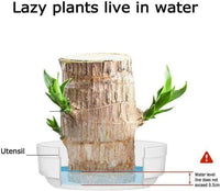 Thumbnail for Brazilian Lucky Wood Mini Home Plant Decorations