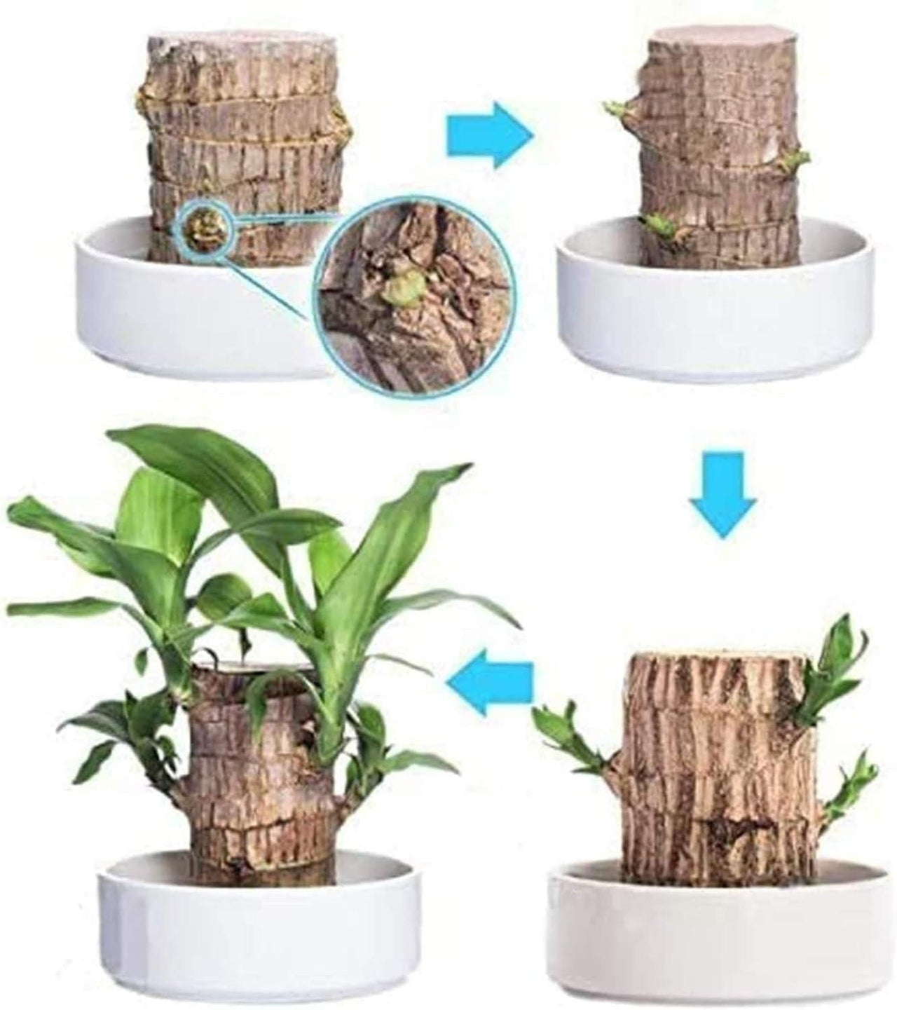 Brazilian Lucky Wood Mini Home Plant Decorations 🌱🌱🌱🌱🌱