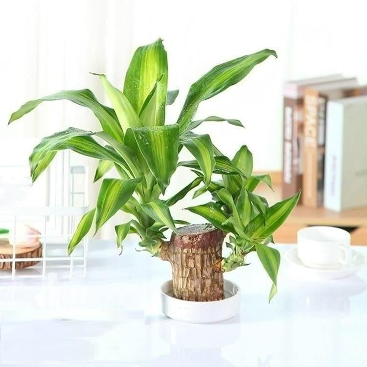 Brazilian Lucky Wood Mini Home Plant Decorations 🌱🌱🌱🌱🌱